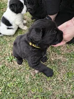 Yellow collar , a male Great Pyrenees and Newfoundland for sale in Braham, MN – Photo 2 of 3