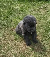 Purple collar (formally Yellow), a male Great Pyrenees and Newfoundland for sale in Braham, MN – 3 of 7