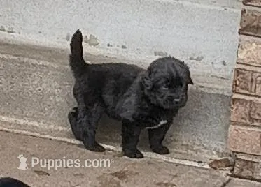 Yellow collar  – Great Pyrenees, Newfoundland puppy for sale in Braham, MN