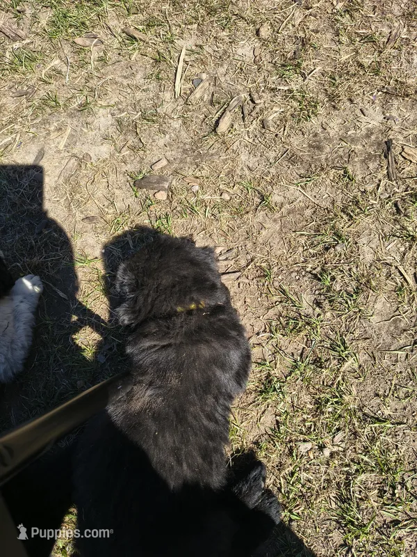 Yellow collar  – Great Pyrenees, Newfoundland puppy for sale in Braham, MN