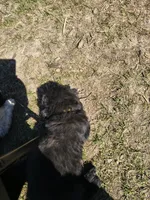 Purple collar (formally Yellow), a male Great Pyrenees and Newfoundland for sale in Braham, MN – 1 of 7