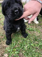 Yellow collar , a male Great Pyrenees and Newfoundland for sale in Braham, MN – Photo 3 of 3