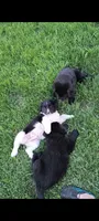 Green collar , a female Great Pyrenees and Newfoundland for sale in Braham, MN – 7 of 7