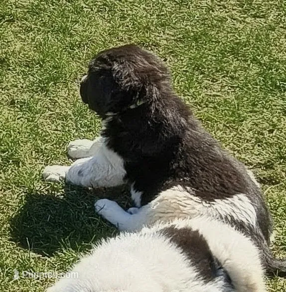 Green collar  – Great Pyrenees, Newfoundland puppy for sale in Braham, MN