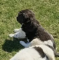 Green collar , a female Great Pyrenees and Newfoundland for sale in Braham, MN – 1 of 7