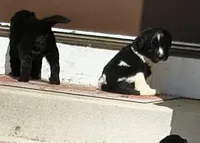 Green collar , a female Great Pyrenees and Newfoundland for sale in Braham, MN – Photo 2 of 3