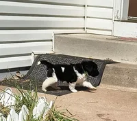 Green collar , a female Great Pyrenees and Newfoundland for sale in Braham, MN – Photo 1 of 3
