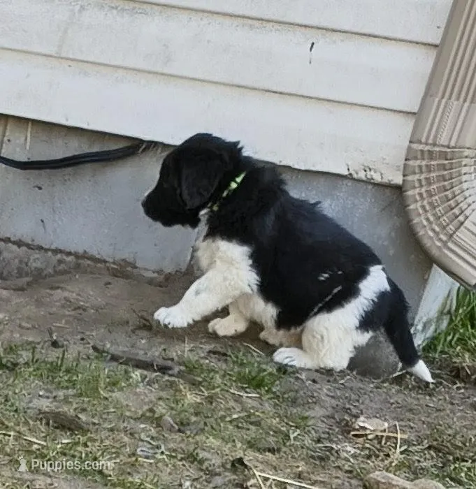 Green collar  – Great Pyrenees, Newfoundland puppy for sale in Braham, MN