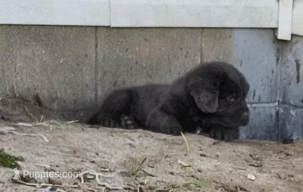 Dark Blue collar  – Great Pyrenees, Newfoundland puppy for sale in Braham, MN