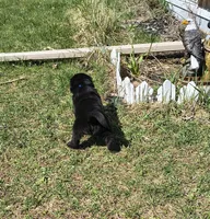 Dark Blue collar , a male Great Pyrenees and Newfoundland for sale in Braham, MN – Photo 3 of 4