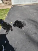 Dark Blue collar , a male Great Pyrenees and Newfoundland for sale in Braham, MN – Photo 4 of 4