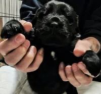 Dark Blue collar , a male Great Pyrenees and Newfoundland for sale in Braham, MN – Photo 2 of 4