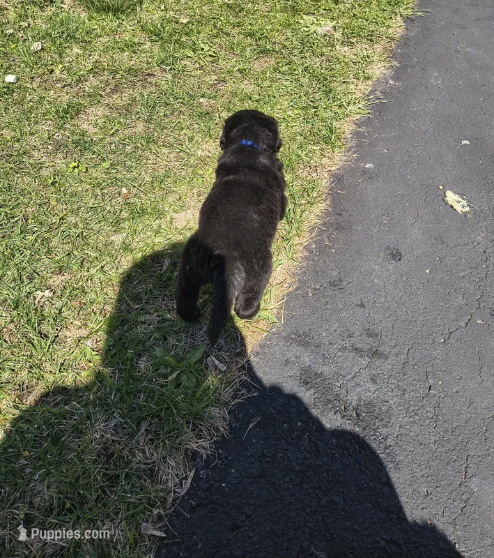 Dark Blue collar  – Great Pyrenees, Newfoundland puppy for sale in Braham, MN
