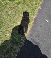 Dark Blue collar , a male Great Pyrenees and Newfoundland for sale in Braham, MN – Photo 1 of 4
