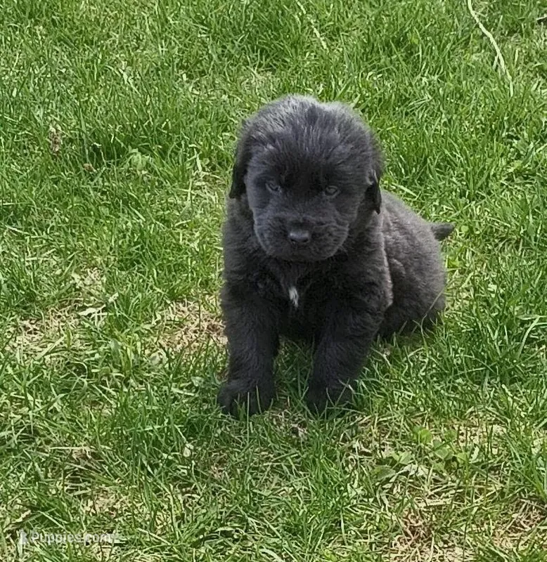 Dark Blue collar  – Great Pyrenees, Newfoundland puppy for sale in Braham, MN