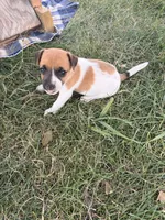 Boy 1, a male Jack Russell Terrier for sale in Sigourney, IA – 2 of 3