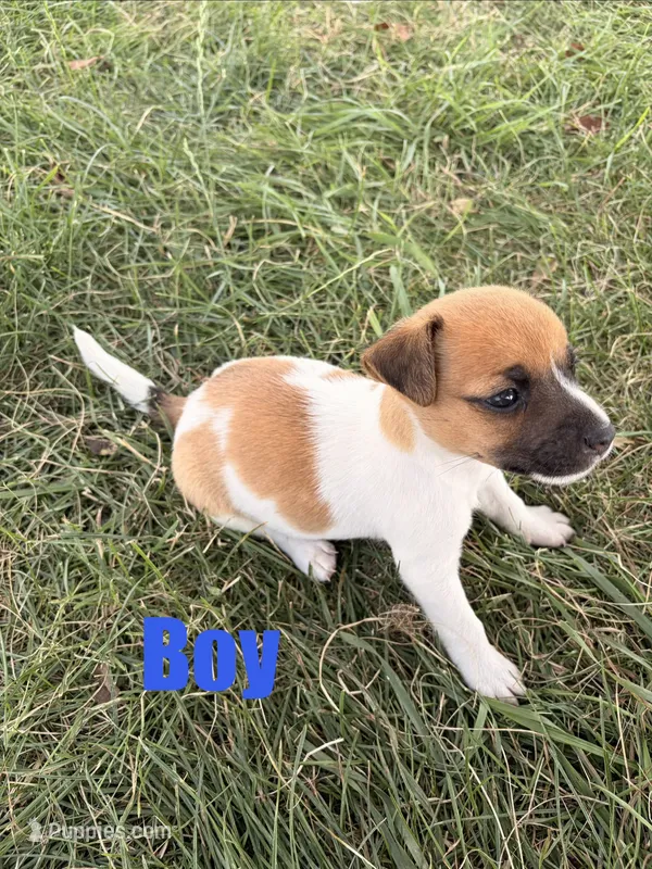 Boy 1 – Jack Russell Terrier puppy for sale in Sigourney, IA