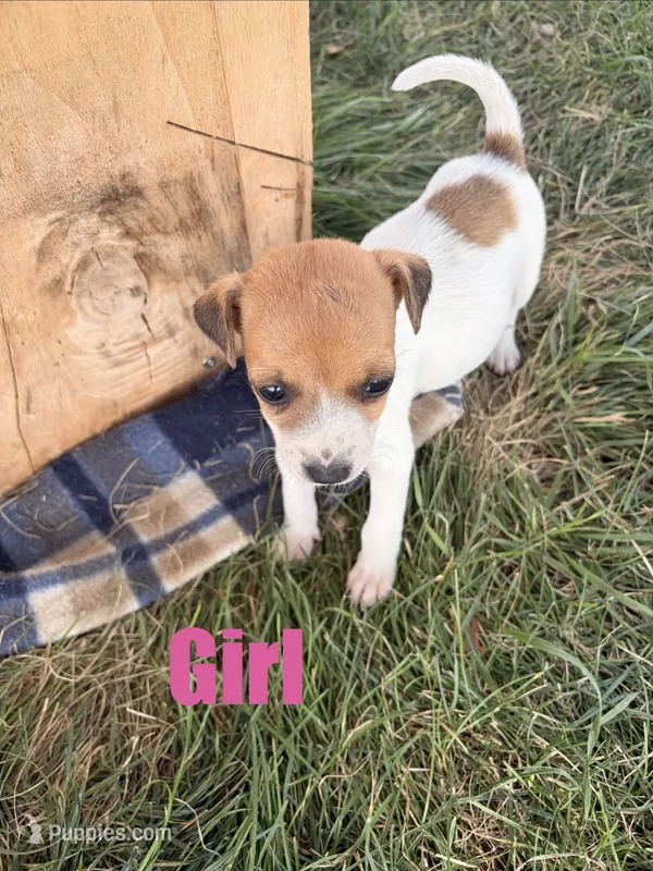 Girl 2 – Jack Russell Terrier puppy for sale in Sigourney, IA