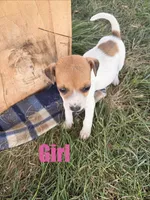 Girl 2, a female Jack Russell Terrier for sale in Sigourney, IA – 1 of 3