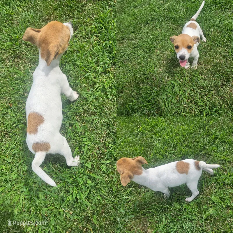 Girl 2 – Jack Russell Terrier puppy for sale in Sigourney, IA