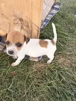 Girl 2, a female Jack Russell Terrier for sale in Sigourney, IA – 3 of 3