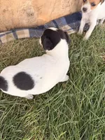 Girl 1, a female Jack Russell Terrier for sale in Sigourney, IA – 2 of 3