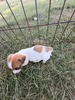 Boy 2, a male Jack Russell Terrier for sale in Sigourney, IA – 2 of 3