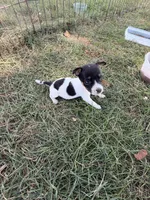 Girl 3, a female Jack Russell Terrier for sale in Sigourney, IA – 2 of 3