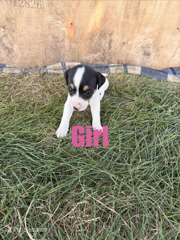 Girl 1 – Jack Russell Terrier puppy for sale in Sigourney, IA