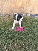 Girl 1, a female Jack Russell Terrier for sale in Sigourney, IA – 1 of 3