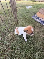 Boy 2, a male Jack Russell Terrier for sale in Sigourney, IA – 3 of 3