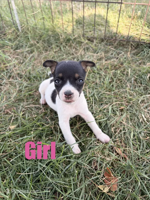 Girl 3 – Jack Russell Terrier puppy for sale in Sigourney, IA