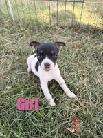 Girl 3, a female Jack Russell Terrier for sale in Sigourney, IA – 1 of 3