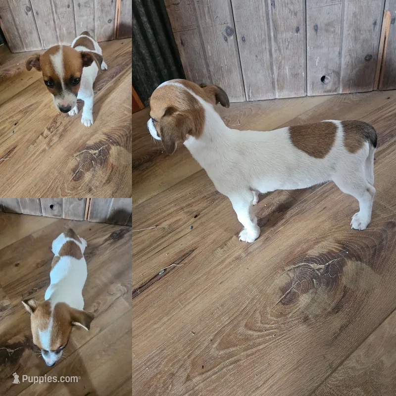 Boy 2 – Jack Russell Terrier puppy for sale in Sigourney, IA