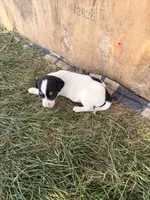 Girl 1, a female Jack Russell Terrier for sale in Sigourney, IA – 3 of 3