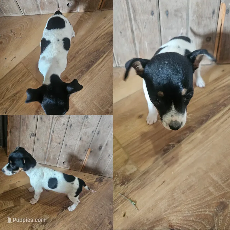 Girl 3 – Jack Russell Terrier puppy for sale in Sigourney, IA