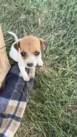 Girl 2, a female Jack Russell Terrier for sale in Sigourney, IA – 2 of 3