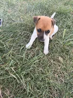 Boy 1, a male Jack Russell Terrier for sale in Sigourney, IA – 3 of 3