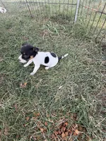Girl 3, a female Jack Russell Terrier for sale in Sigourney, IA – 3 of 3