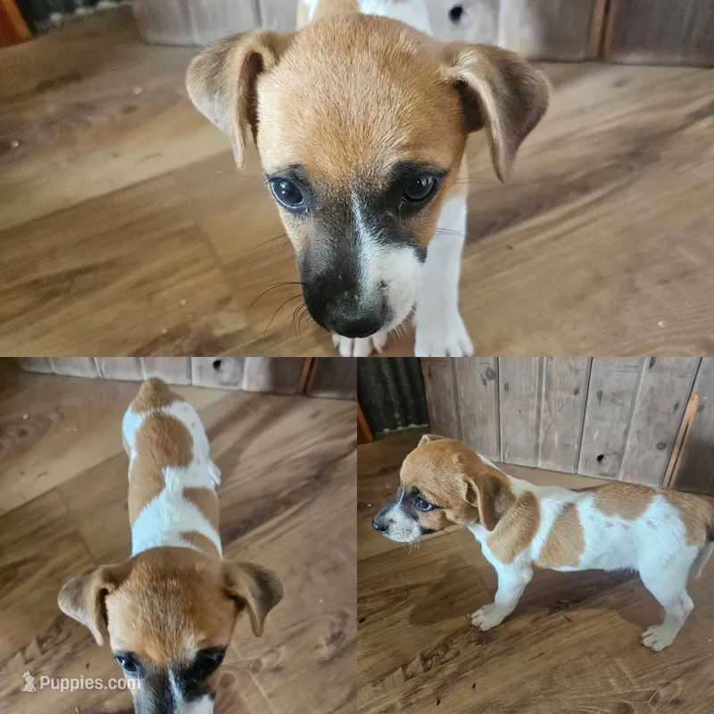 Boy 1 – Jack Russell Terrier puppy for sale in Sigourney, IA