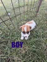 Boy 2, a male Jack Russell Terrier for sale in Sigourney, IA – 1 of 3