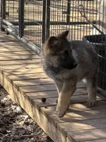 Hunter , a male German Shepherd Dog for sale in Cowpens, SC – Photo 2 of 4