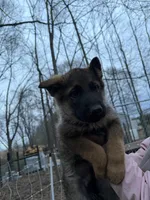 Hunter , a male German Shepherd Dog for sale in Cowpens, SC – Photo 4 of 4