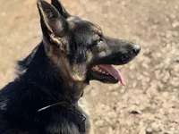 Berkut the Great , a male German Shepherd Dog for sale in Cowpens, SC – Photo 4 of 5