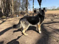 Berkut the Great , a male German Shepherd Dog for sale in Cowpens, SC – Photo 5 of 5