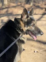 Berkut the Great , a male German Shepherd Dog for sale in Cowpens, SC – Photo 3 of 5
