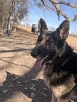 Berkut the Great , a male German Shepherd Dog for sale in Cowpens, SC – Photo 2 of 5