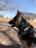 Berkut the Great , a male German Shepherd Dog for sale in Cowpens, SC – Photo 1 of 5