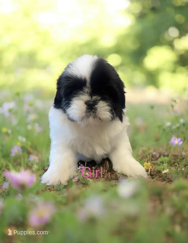 Sunny  – Shih Tzu puppy for sale in Carlisle, KY