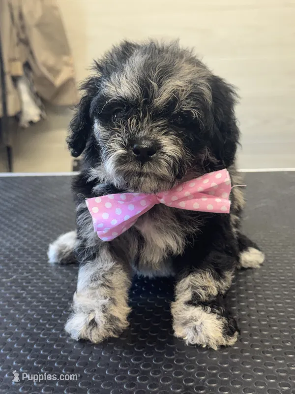 Nickle – Shihpoo puppy for sale in Carlisle, KY